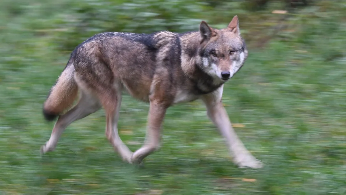 Unfälle: Wolf stirbt bei Zusammenstoß mit Auto auf der B2