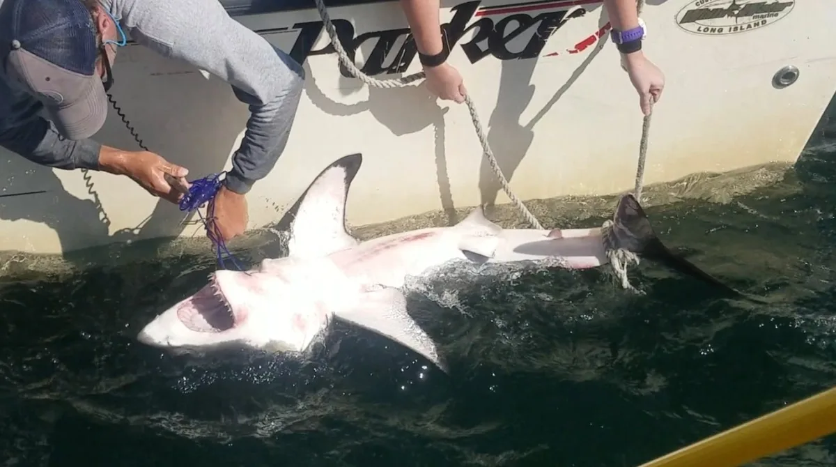 Investigadores capturan tiburones en las costas de Nueva York para colocarles dispositivos de rastreo