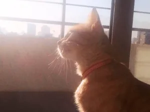 Milagros: la gata que sobrevivió al terremoto y le devolvió a una familia una historia que creían perdida