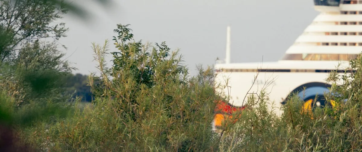 ‘Strange Neighbors’ Review: A Pretty but Familiar-Feeling Environmental Doc Portrays Natural Beauty Jostled by Man-Made Ugliness