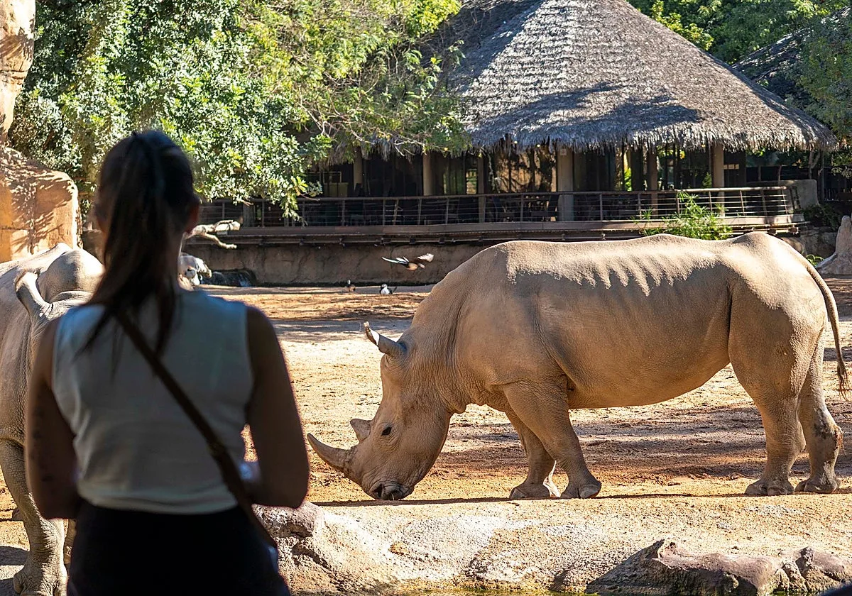 Muere una de las rinocerontas de Bioparc Valencia tras un deterioro «irreversible» de su salud