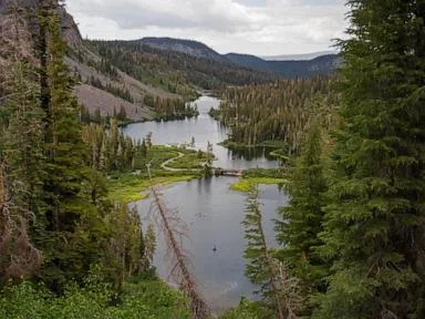 Trump admin moves to allow logging and construction in national forests