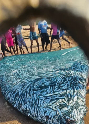 Investigation into sardine deaths: Is pilchard herpesvirus the cause?