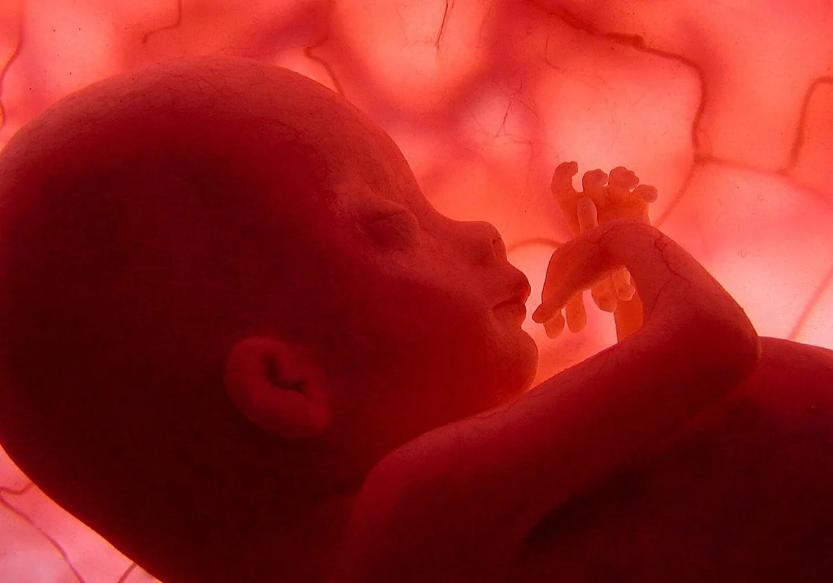 El cambio climático amenaza el embarazo: la sequía eleva el riesgo de parto prematuro y puede frenar el crecimiento fetal