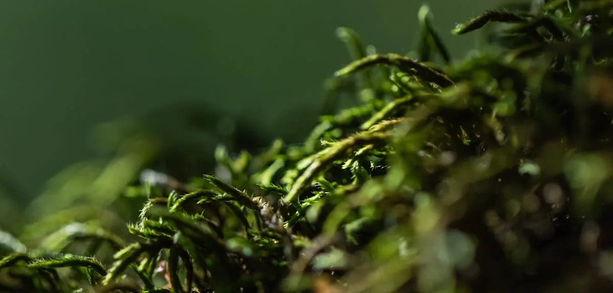 Dieses Unkraut ist in Wahrheit ein Superfood. So wirkt es