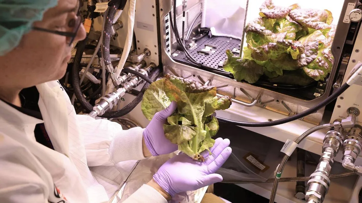 La NASA cultiva lechugas en el espacio y al analizarlas descubre que vamos a tener difícil colonizar Marte