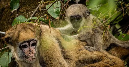 Fósseis achados no AC revelam parentes desconhecidos do maior macaco das Américas