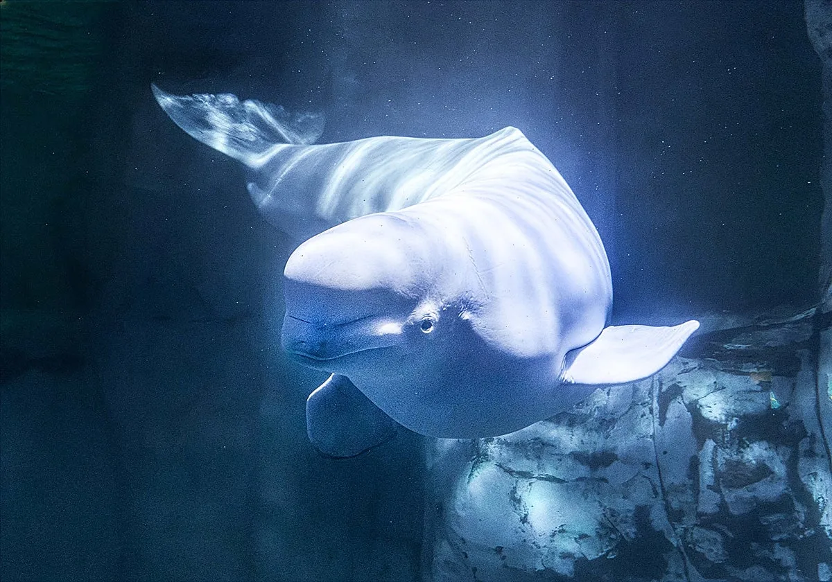 Muere una de las belugas del Oceanogràfic de Valencia rescatadas en Canadá