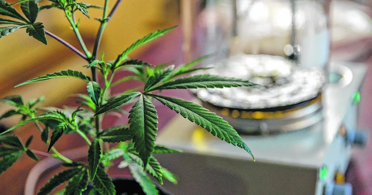 Cannabis, género y territorio: el IGPJ de Río Negro aprobó la primera fundación cannábica en Roca