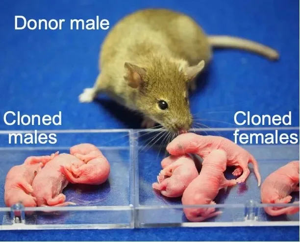 Como cientistas criaram clones fêmeas usando sangue de ratos machos