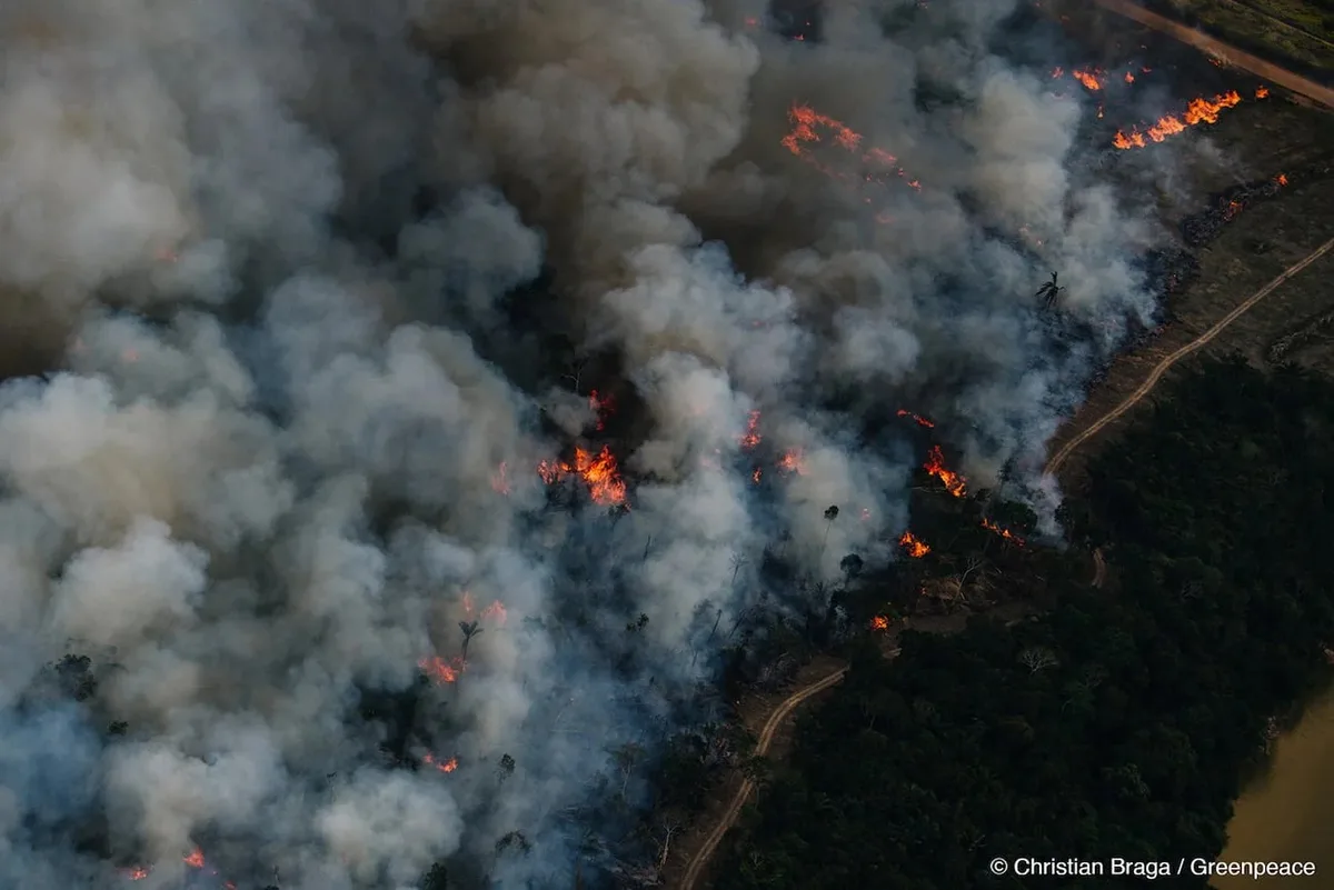 Poluição de queimadas está reduzindo capacidade da Amazônia absorver carbono