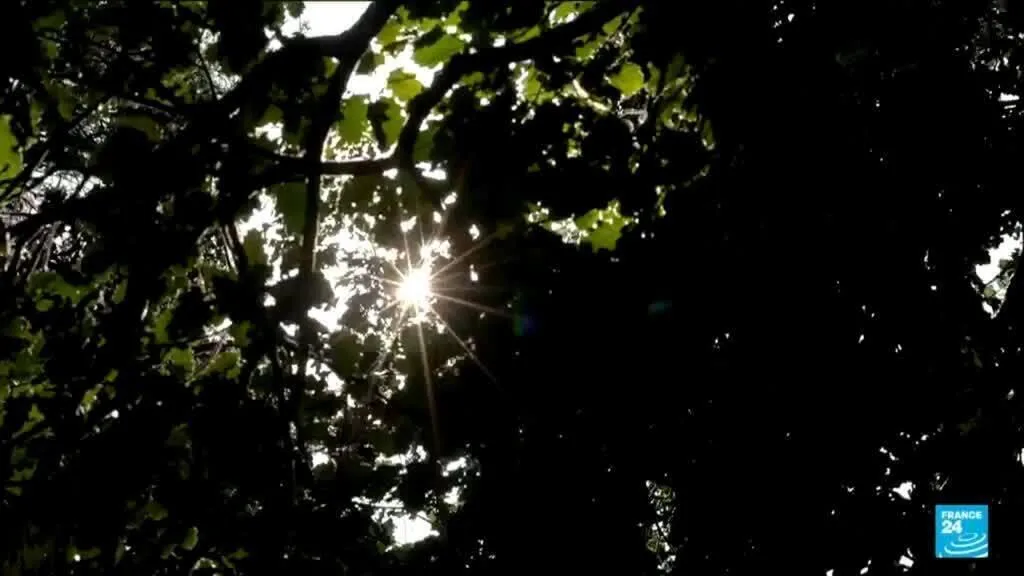 La forêt de Fontainebleau renaît de ses cendres