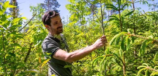 Waldbrände verhindern: Wie ein Förster Bäume für die Zukunft wappnet
