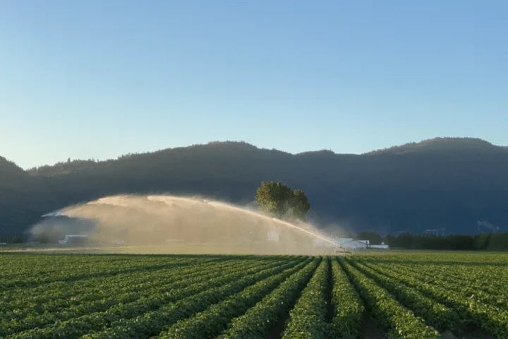 Popular Surrey potato farm has lease extended for another year