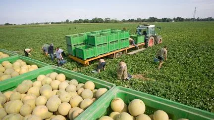 Canicules et sécheresse : "L'effondrement est tel que les agriculteurs ne se relèveront pas tout seuls", assure le secrétaire national du Modef