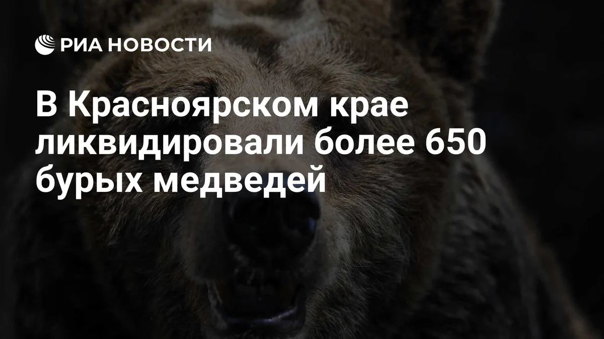 В Красноярском крае ликвидировали более 650 бурых медведей