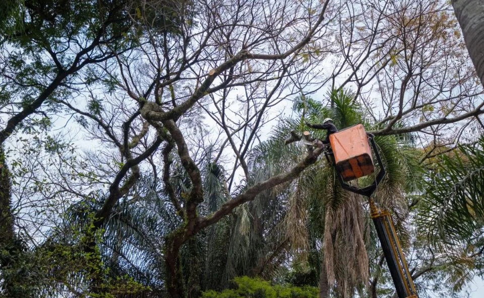 Após grave acidente, Praça Osório terá poda em 115 árvores e retirada de seis de grande porte em Curitiba