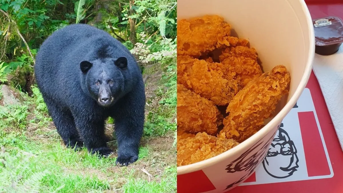 Bear Steals Leftover KFC Meal After Breaking Into Woman's House In Kentucky