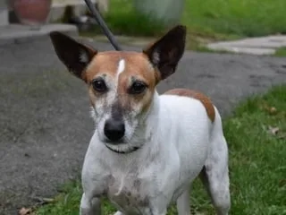 Mélancolique, et le regard triste, Tina ne demande qu’à jouer et se promener avec vous