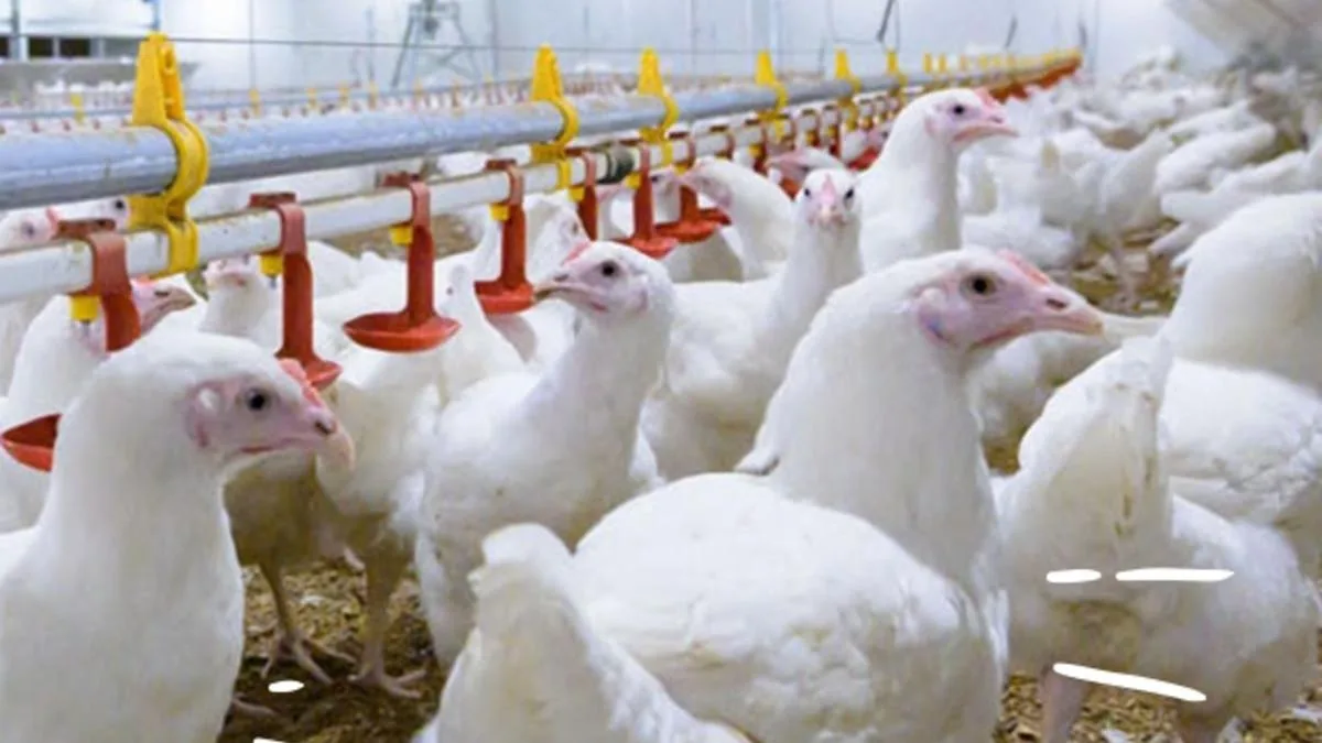 Ingham’s boss gives stark chicken price warning as H5 bird flu crisis spreads