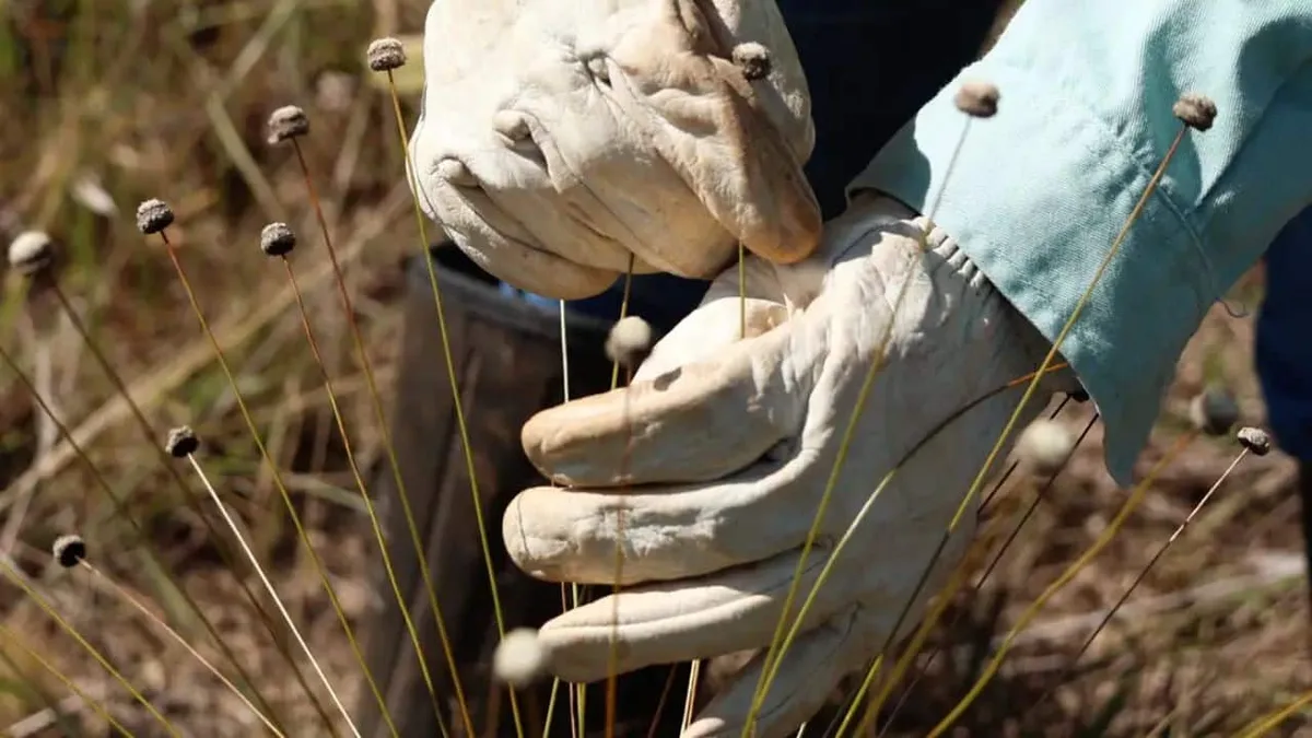 Depois de 30 anos sem registros, pesquisadores descobrem espécies potencialmente extintas em MG