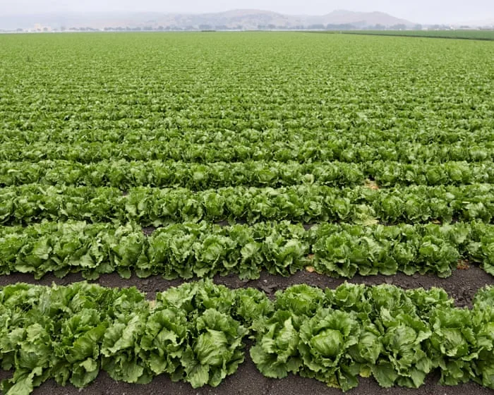 US lettuce prices chopped as costs for other goods remain stubbornly high