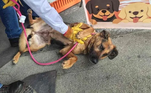 Lanzan licitación para construir inmueble de cuidados de bienestar animal en alcaldía Venustiano Carranza; fallos se darán el 11 de septiembre