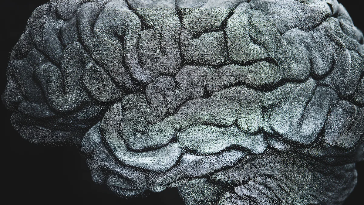 Scientists uncover ancient gene's role in brain folding
