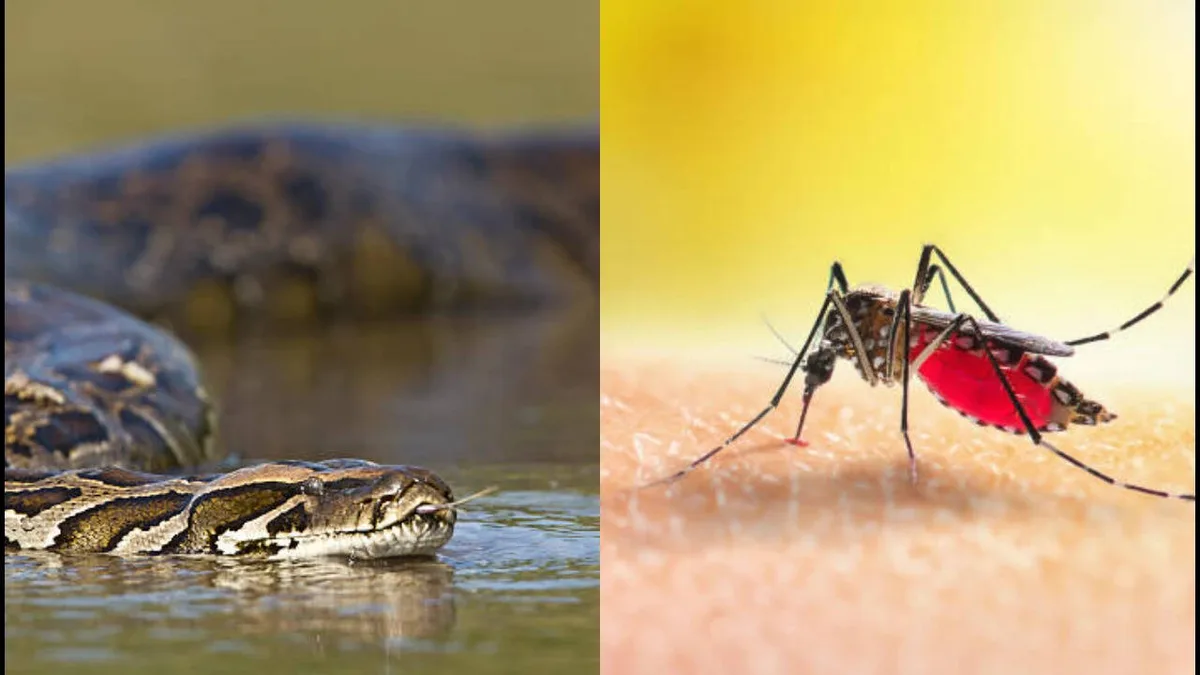 Florida scientists found mosquito blood meals could help locate hidden pythons