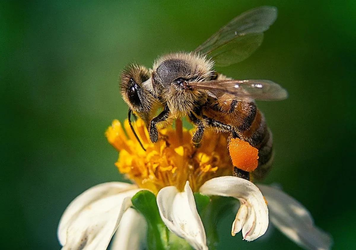 Qué significa el proverbio árabe: «Un puñado de abejas vale más que un saco de moscas»
