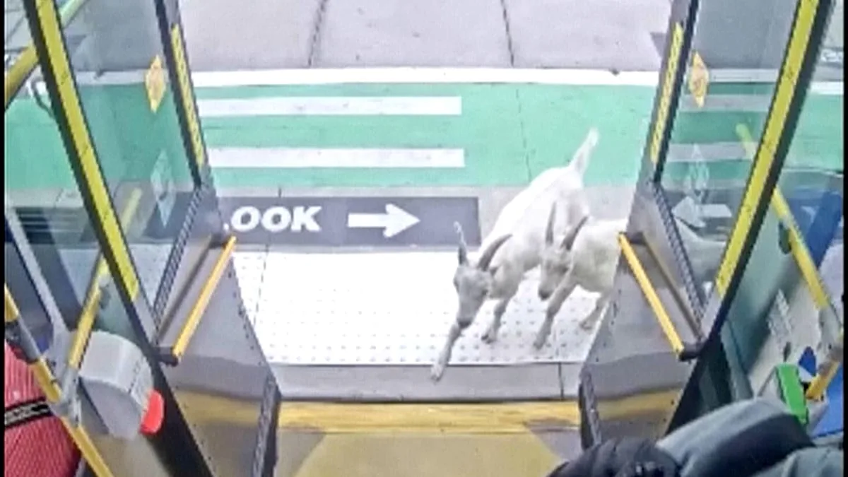 Duas cabras entram em autocarro e surpreendem passageiros