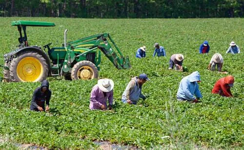 Nuevo revés para Trump; juez declara ilegal el recorte del pago de salarios a agricultores temporales