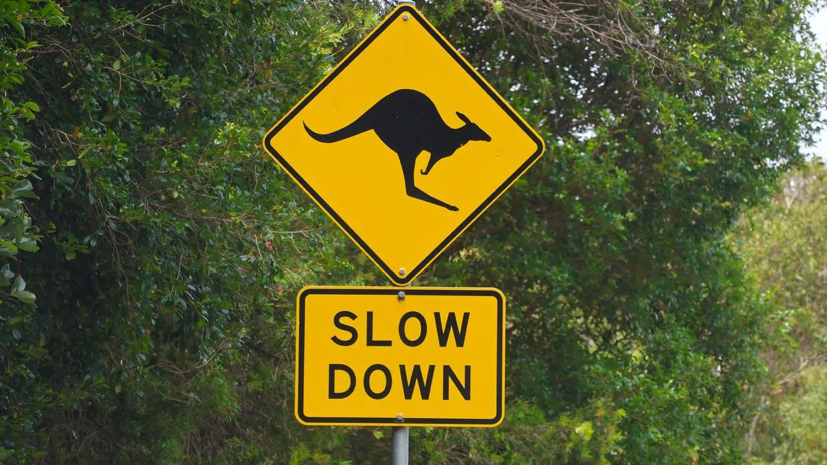 Kangaroo crash prevention tech “possible”