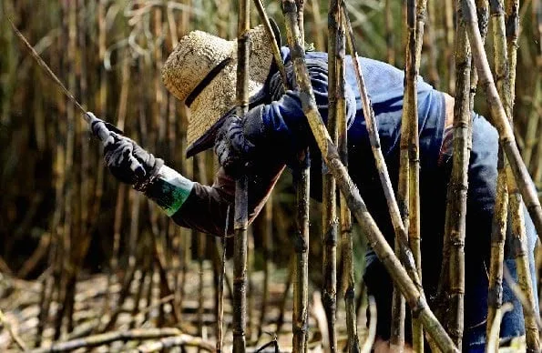 El precio del azúcar podría elevarse más en Perú: La explicación de Moody’s Local