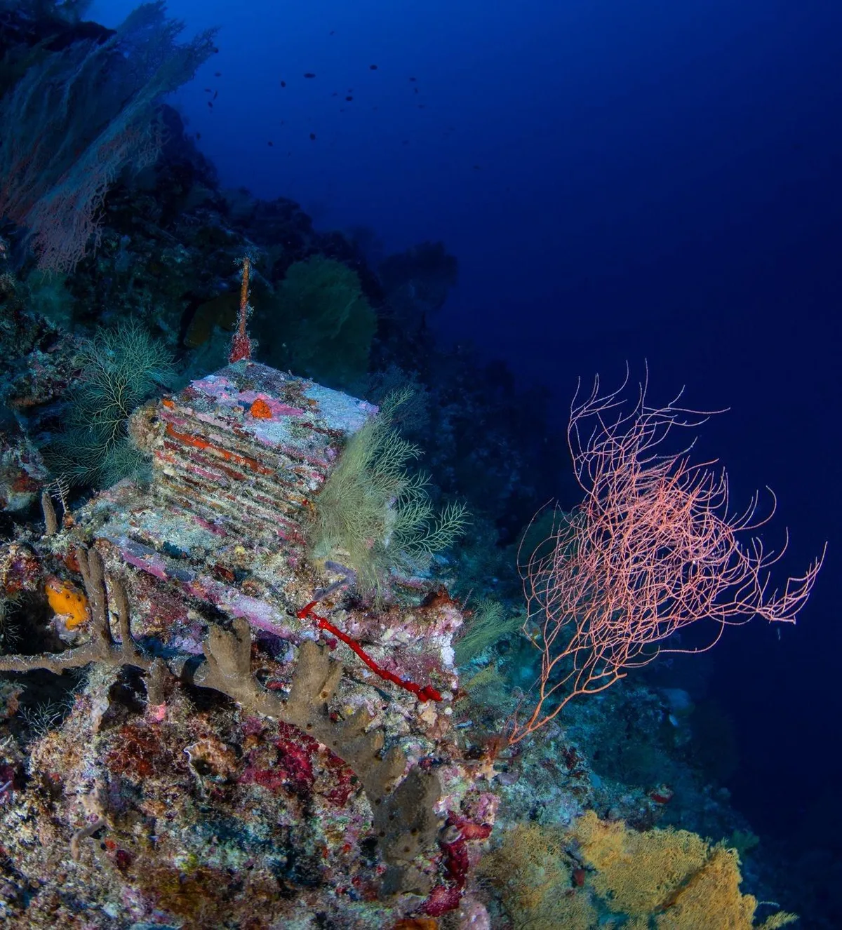 Inside a quest to learn about the ocean’s mysterious “deep reefs”