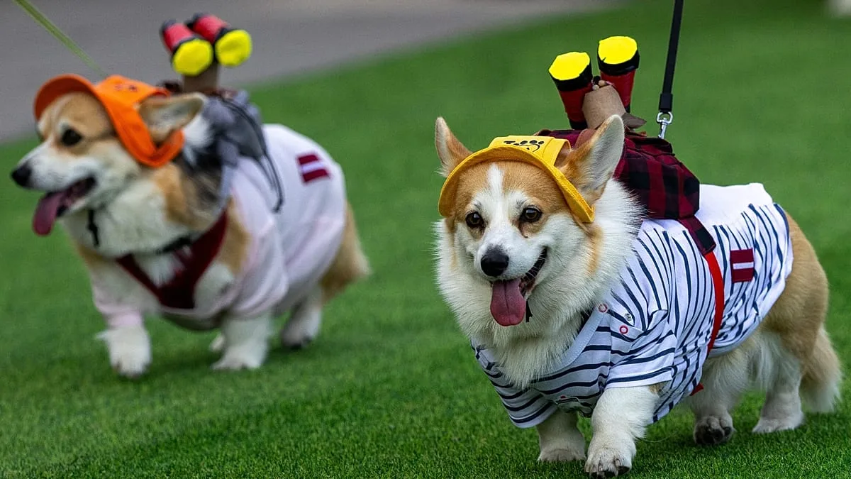 Vilnius recebe corrida peculiar de corgis com desfiles e muita algazarra