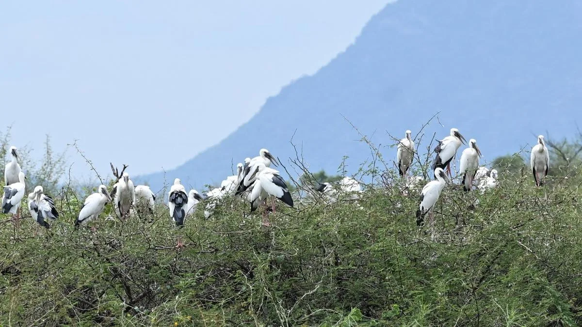 Vettangudi’s migratory birds arrive early and await rains