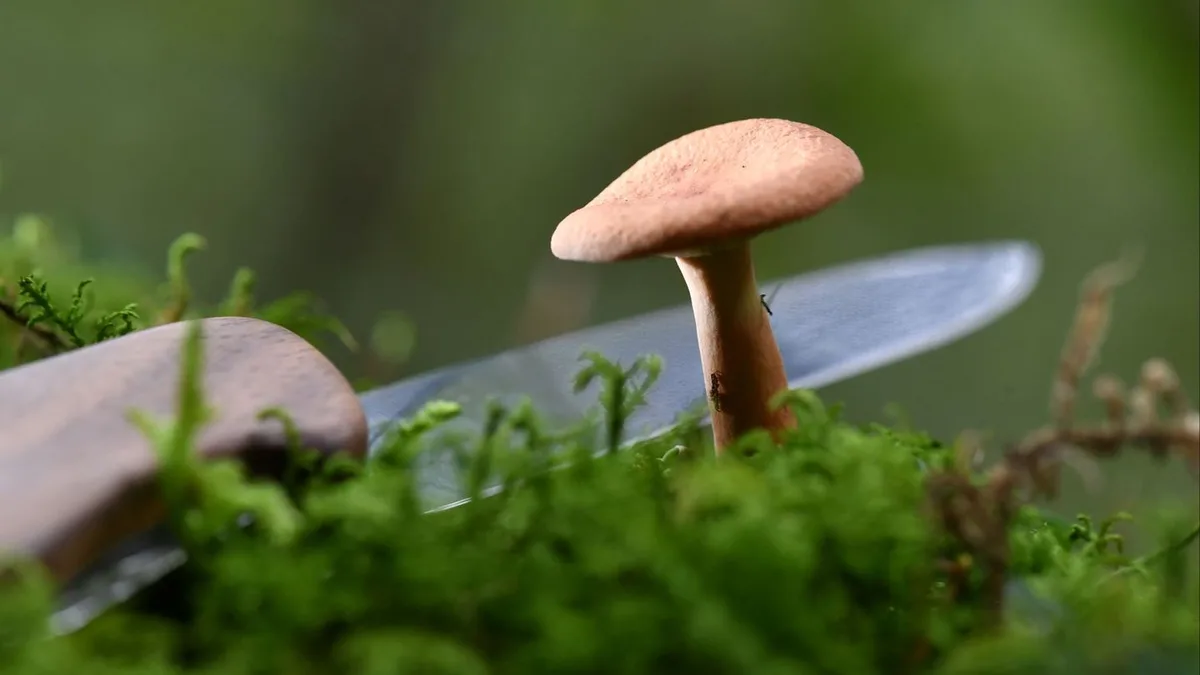 Hoffen auf Regen: Pilzsaison droht auszufallen - darauf kommt es jetzt an