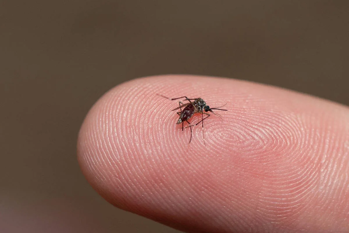 Pacientes com dengue chegam em estado mais grave às UTIs do SUS do que na rede privada, diz estudo