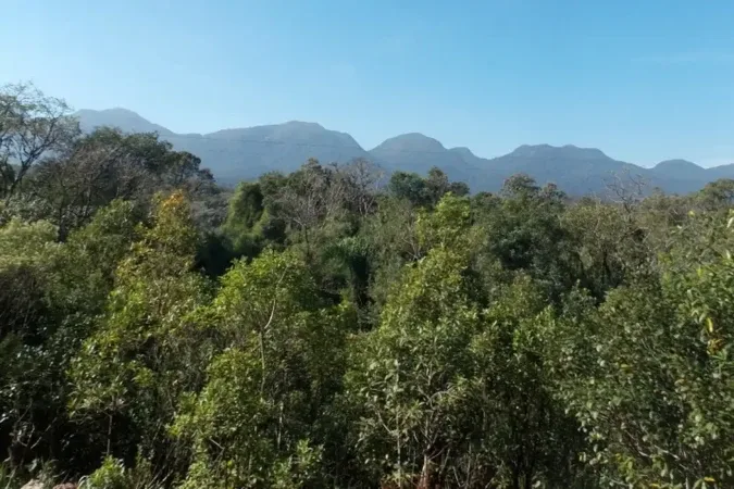 Mata Atlântica: agricultura ganha 11 milhões de hectares em 41 anos no bioma