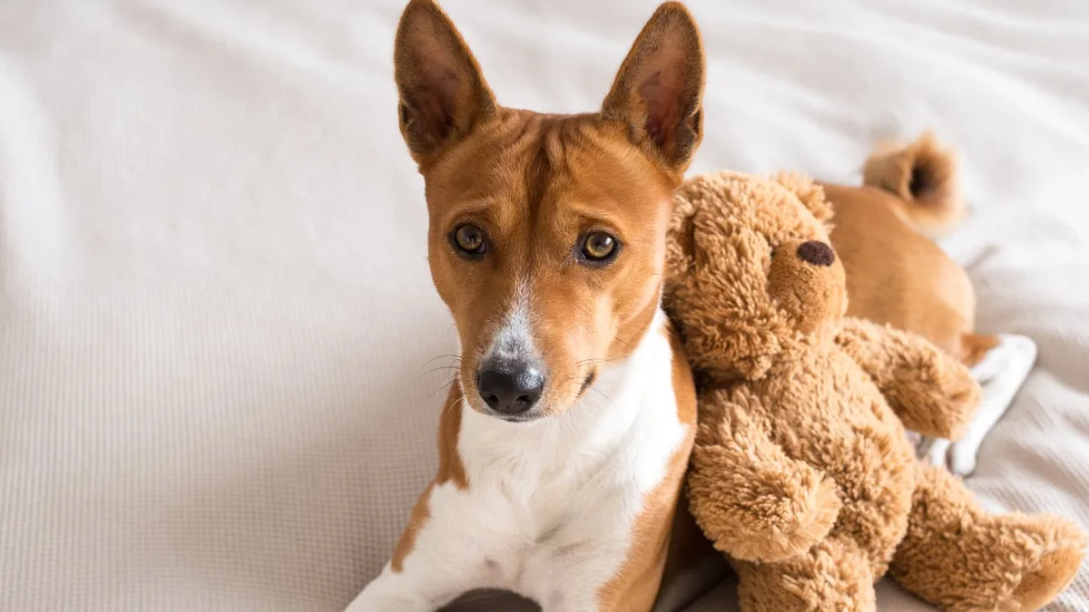 Los veterinarios no dudan: si un perro elige no romper un juguete, no es porque le guste, sino porque lo adoptó como un cachorro