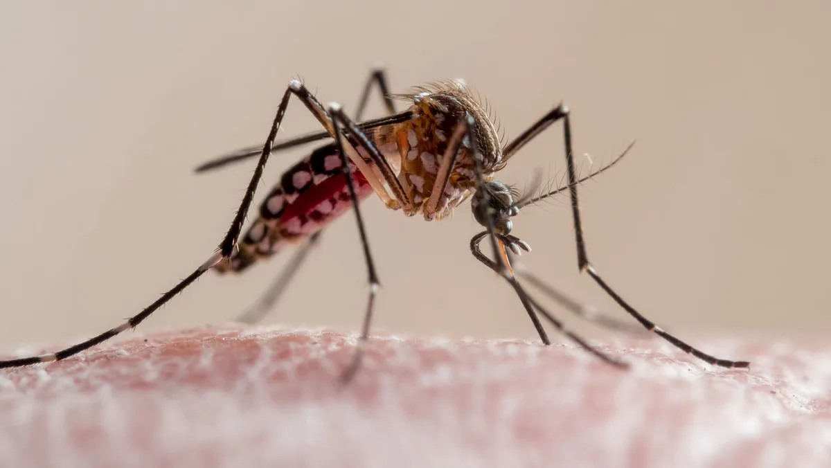 Why are dengue cases surging in Florida this year? An 'unlucky' combination of factors, experts say