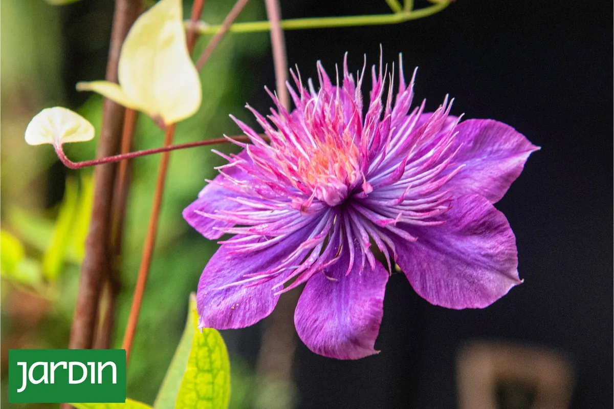 La planta que convierte una pared común en una cascada de flores