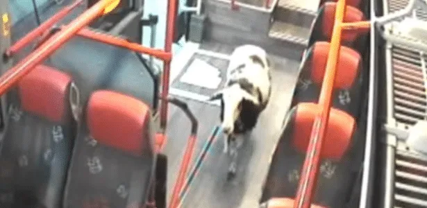 Ovelha foge, entra em ônibus e passa por lava-rápido na Alemanha