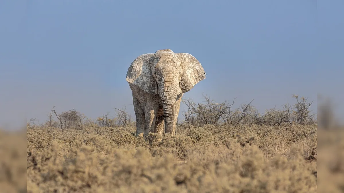 2 Women Trampled To Death By Elephants In Jharkhand's Ramgarh