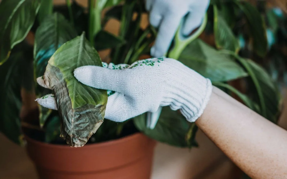 Arroser une plante desséchée par le dessus ne sert souvent à rien, voici pourquoi