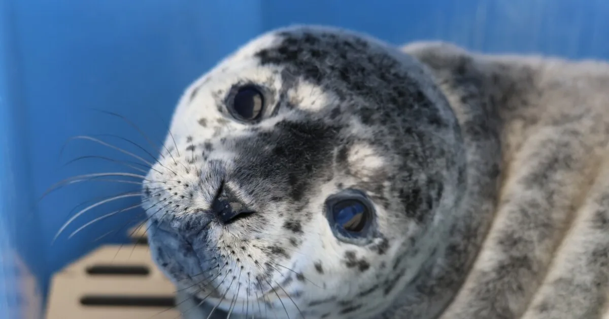 Dos focas rescatadas en estado vulnerable regresaron al mar en libertad tras meses de cuidados y rehabilitación: "¡Es maravilloso verlas de vuelta en su hábitat natural!"