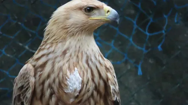 Quercus recebeu 1.180 animais selvagens nos primeiros seis meses