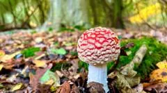 'Click, don't pick' warning as fungi posts mushroom