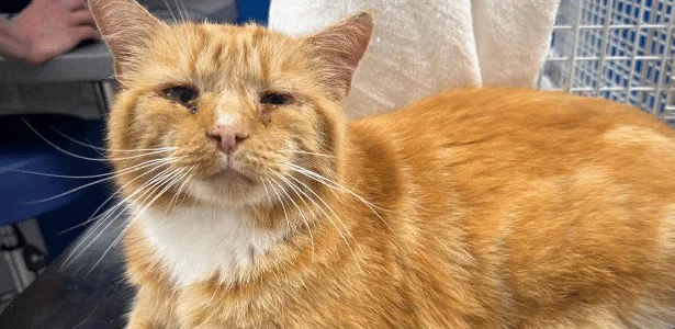Gato desaparecido é encontrado a 140 km de casa vivendo em colônia selvagem